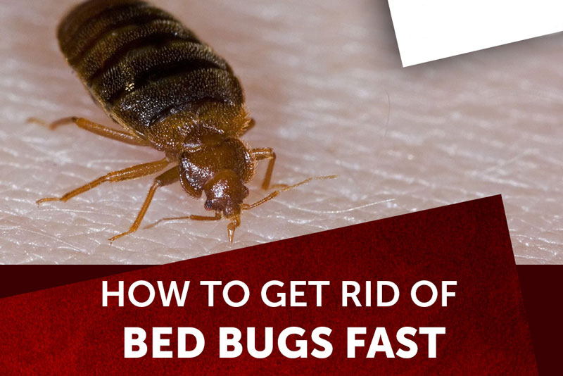  How to Get Rid of Bed Bugs Fast 